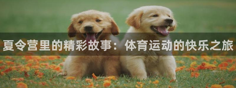 vsport体育官方平台体育